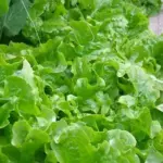 Lettuce - Green Salad Bowl