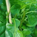 Commonly called Malabar Spinach, Basella alba is a vining type of plant that thrives in hot temperatures.