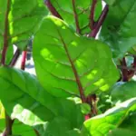 Malabar Spinach, Basella rubra-15267