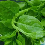 A boon for those of us that love our greens but find the warm days of summer a bit too hot for good growth.