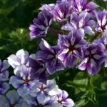 One of the most useful of annuals they flower from mid July right through to October.