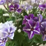 Phlox drummondii 'Sugar Stars' is a fabulous new annual variety of Phlox.