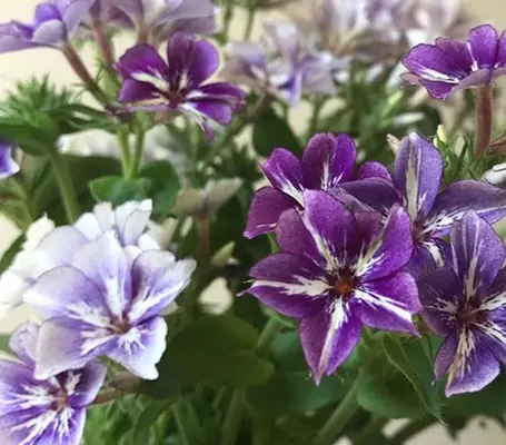 Phlox drummondii 'Sugar Stars' is a fabulous new annual variety of Phlox.