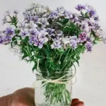A confection of purple-blue and white clustered blooms