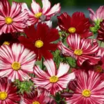 Cosmos bipinnatus 'Velouette' is an exceptional Cosmos variety with a unique contrasting colour pattern.