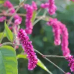 Tall enough to give the same airy effect, yet so much easier to place in the garden.