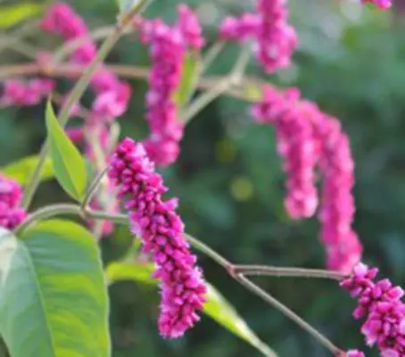 Tall enough to give the same airy effect, yet so much easier to place in the garden.