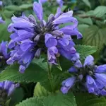 Nepeta ‘Dark Blue Panther’ is the dark blue flowered variety