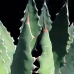 Agave xylonacantha 'Blue'-15460