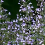 Calamintha is a very attractive bushy, perennial that should be in every garden.