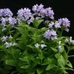Nepeta subsessilis ‘Dark Blue Panther’ is a dark blue, large-flowered Nepeta which flowers during the first year.