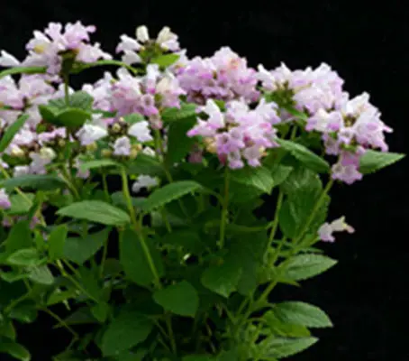 ‘Pink Panther’ is a large-flowered, pink Nepeta which flowers during the first year.