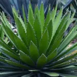 Agave xylonacantha 'Blue'-0