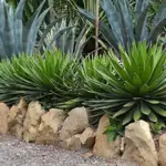 Agave xylonacantha 'Blue'-19796