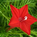 Ipomoea pennata 'Cypress Vine'-0