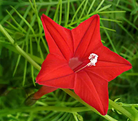 Ipomoea pennata 'Cypress Vine'-0