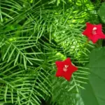 Ipomoea pennata 'Cypress Vine'-15489