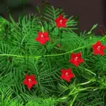Ipomoea pennata 'Cypress Vine'-15491