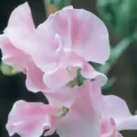 Sweet Pea Nellie Viner has nicely rounded clear pink flowers and is blessed with the most superb fragrance.