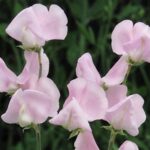 'Nellie Viner' produces long stemmed blooms in a very useful pink that blends beautifully with more delicate shades