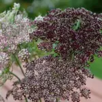 A striking ornamental carrot variety featuring delicate, lacy white flowers tinged with soft purple hues.