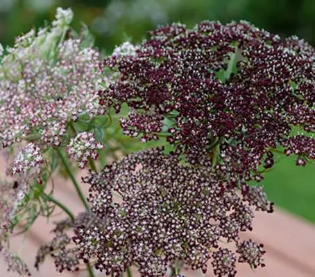 A striking ornamental carrot variety featuring delicate, lacy white flowers tinged with soft purple hues.