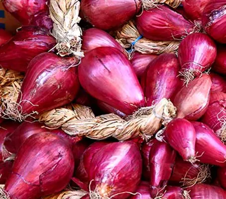 Onion 'Cipolle di Tropea', Sweet Red Onion of Tropea-0