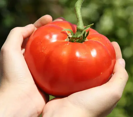 Super Marmande is large, juicy, well flavoured fruit and a great improvement over an already excellent variety