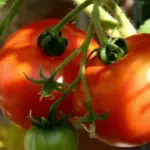 Tomato 'St Pierre produce good quality, full flavoured fruits with the right balance of low-sweet and low-acid and a superior flavour.