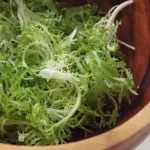 Resembling a lettuce gone horribly awry, with a pale green explosion of frizzy leaves that adds a frisky note to green salads.