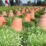Farmers have a variety of techniques for keeping the centre of the green tender and white, or blanched, for market.