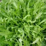 Italian Frisée Pancalieri has curly and strongly lobed leaves with a self-bleaching, creamy white interior.