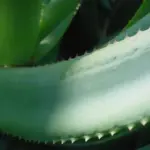 The leaves can grow up to 150cm (60in) long with the margins armed with firm, small, brown teeth.