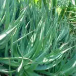 Aloe castanea is one of the larger ‘shrub’ aloes available to the home gardener.