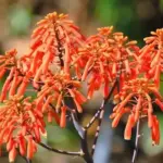 The flowers are borne in showy clusters on 60cm (24in) stems, in a strong and vibrant coral colour.