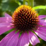 For gardeners Echinacea purpurea is one of the most versatile perennials for the garden.