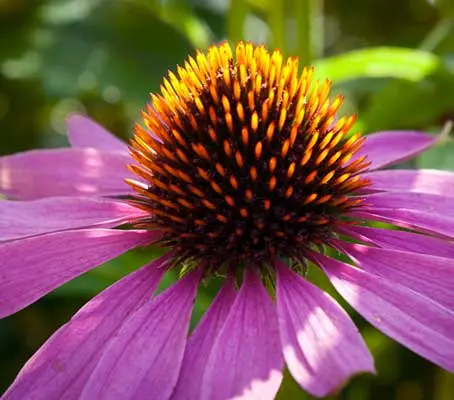 For gardeners Echinacea purpurea is one of the most versatile perennials for the garden.