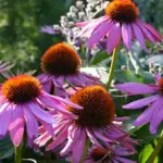 Its large purple-pink daisy flowers appear over a long period from early July to September.