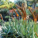 Commonly known as the Cat's Tail Aloe, the rosette gives rise to multiple, fuzzy, orange racemes which are held upright and curve like a cat’s tail.