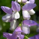 The plants errupt in spring to produce countless sprays of fragrant lavender-blue flower spikes.