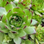 Native to Europe, Sempervivum tectorum is a widely-planted succulent that has been grown in and around human settlements for millennia.