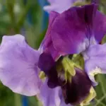 'North Shore' is a bicoloured sweet pea with a navy standard petal and violet wings.