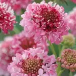 Scabiosa atropurpurea booms consistently throughout the growing season, from early summer and right through to late autumn.