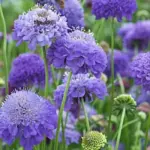 Scabiosa atropurpurea ‘Oxford Blue’ is a reselected variety that boasts the most desirable of deep blue flowers.