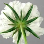 Scabiosa atropurpurea is one of the longest-flowering and most glamorous of flowers that you can grow from seed.