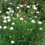 It blooms consistently throughout the growing season, from early summer and right through to late autumn.