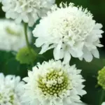 Delicate white petals surround a domed, central cushion, and the tiny white stamens emerge adding yet another beautiful detail.
