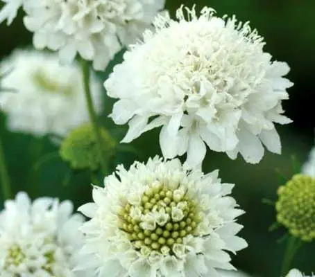 Delicate white petals surround a domed, central cushion, and the tiny white stamens emerge adding yet another beautiful detail.