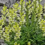 Native to areas of Northwestern Spain, Northeastern Portugal where it inhabits alpine steppes and rocky slopes.