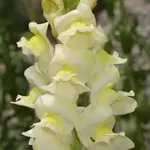 Antirrhinum braun-blanquetii is unusual in that it is one of the few hardy perennial species of snapdragon.
